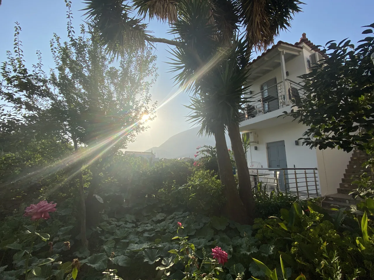 Morning sun through the palm trees in the garden