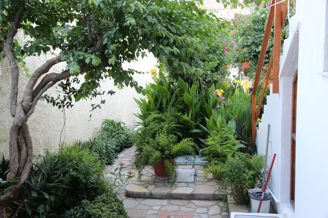 Stone garden path under a shady tree, lined with potted plants